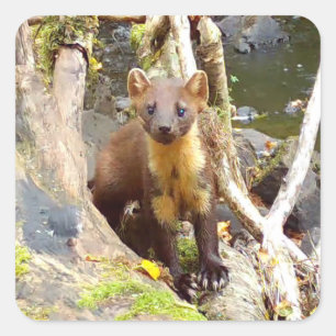 Niedlich Pine Marten auf dem Fallbaum Quadratischer Aufkleber