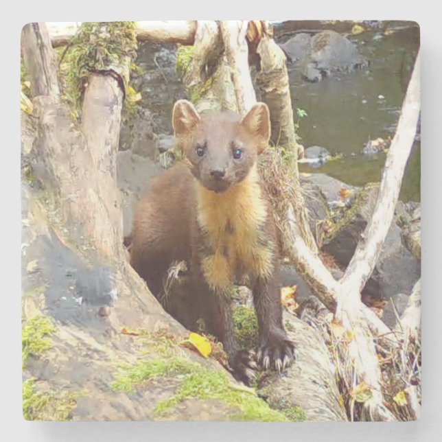 Niedlich Pine Marten auf dem Fallbaum Steinuntersetzer (Vorderseite)