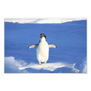 Niedlich Pinguin Fotodruck