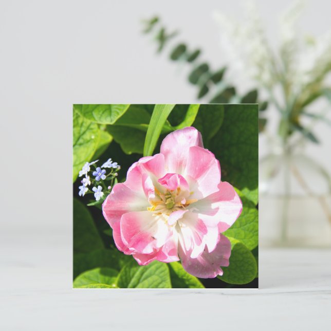 Niedlich-Pink-Tulpe (Stehend Vorderseite)