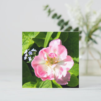 Niedlich-Pink-Tulpe