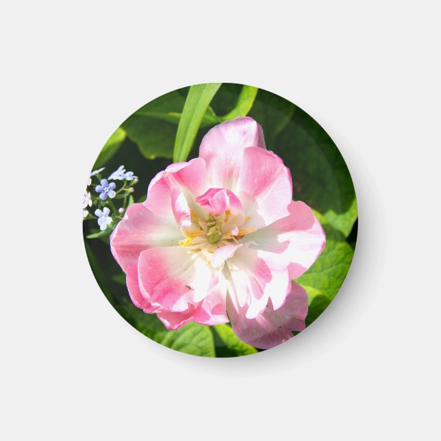 Niedlich-Pink-Tulpe Magnet (Vorne)