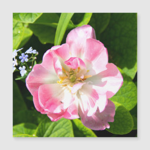Niedlich-Pink-Tulpe Magnetkarte