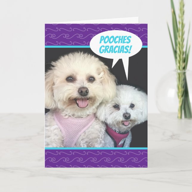 Niedlich Poochon Hunde - Pooches Gracias Vielen Da Karte (Vorderseite)