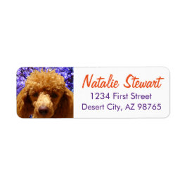Niedlich Poodle