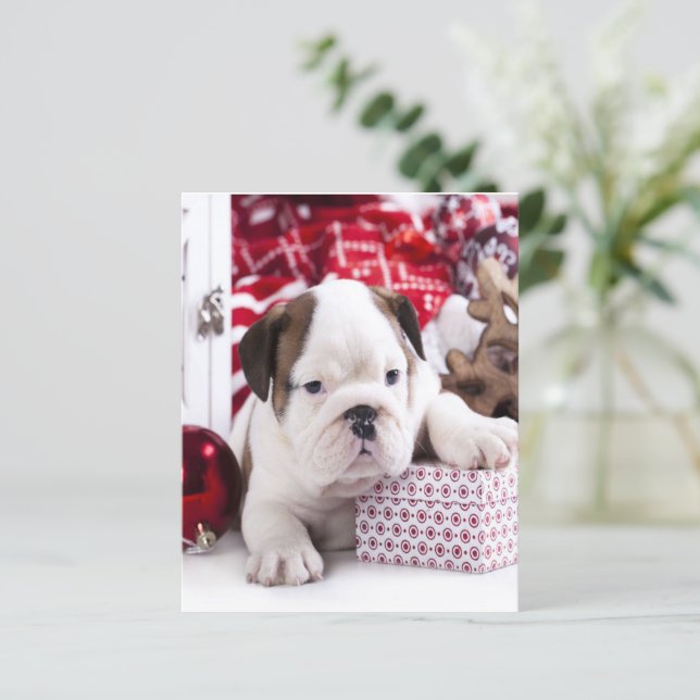 Niedlich Puppy English Bulldog | Weihnachten (Stehend Vorderseite)