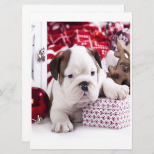 Niedlich Puppy English Bulldog   Weihnachten