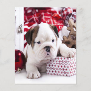 Niedlich Puppy English Bulldog   Weihnachten Flyer