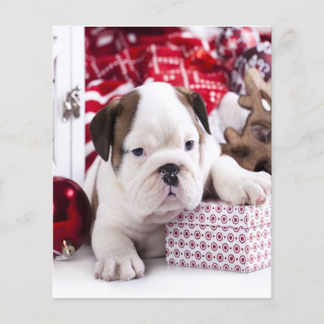 Niedlich Puppy English Bulldog | Weihnachten Flyer (Vorne)