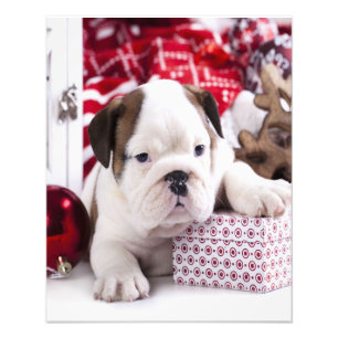 Niedlich Puppy English Bulldog Weihnachten Fotodruck