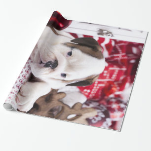 Niedlich Puppy English Bulldog   Weihnachten Geschenkpapier