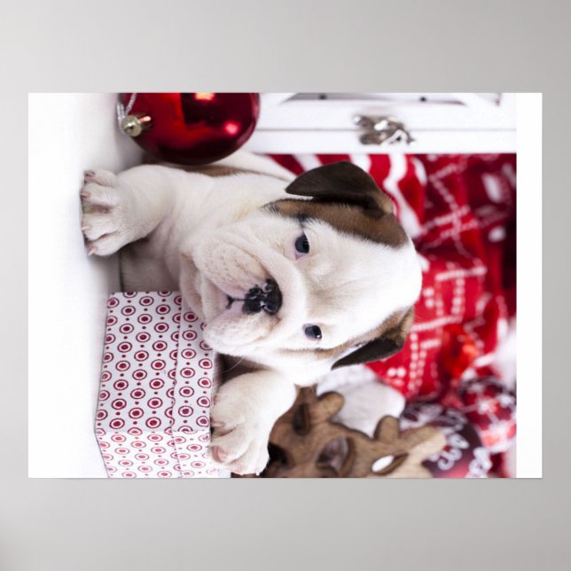 Niedlich Puppy English Bulldog | Weihnachten Poster (Vorne)