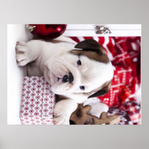 Niedlich Puppy English Bulldog   Weihnachten Poster