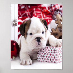 Niedlich Puppy English Bulldog   Weihnachten Poster