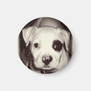 Niedlich Puppy Magnet