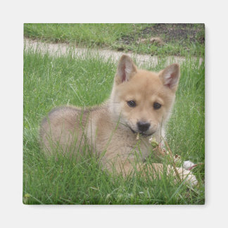 Niedlich Puppy Magnet