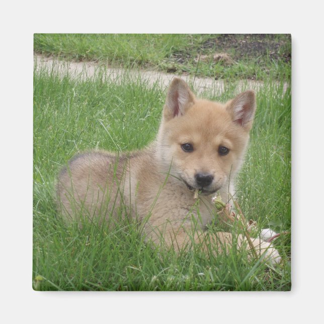 Niedlich Puppy Magnet (Vorne)