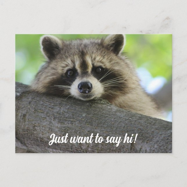 Niedlich Raccoon Say Hi Postcard Postkarte (Vorderseite)