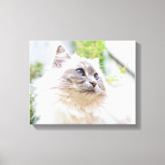 Niedlich Ragdoll Cat Leinwand