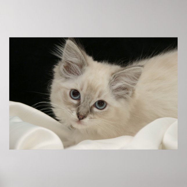 Niedlich Ragdoll kitten Poster (Vorne)