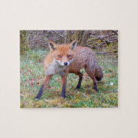 Niedlich Red Fox