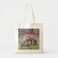 Niedlich Red Fox
