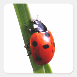 Niedlich Red Gepunktet Ladybug Quadratischer Aufkleber
