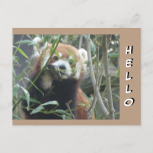 Niedlich Red Panda HELLO Postcard Postkarte