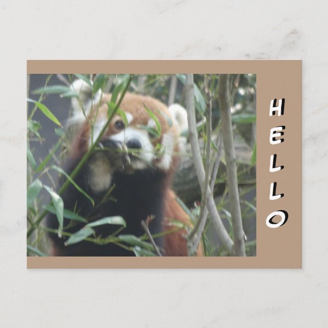 Niedlich Red Panda HELLO Postcard Postkarte (Vorderseite)