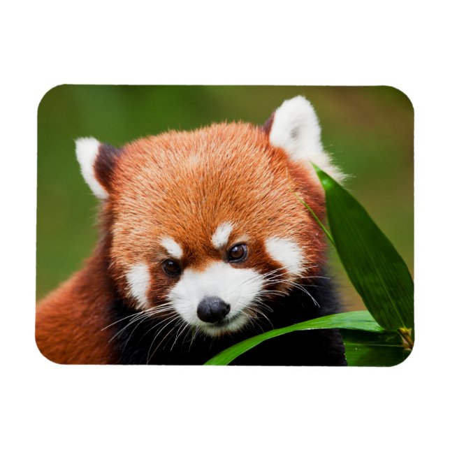 Niedlich Red Panda Magnet (Horizontal)
