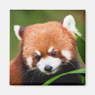 Niedlich Red Panda Magnet