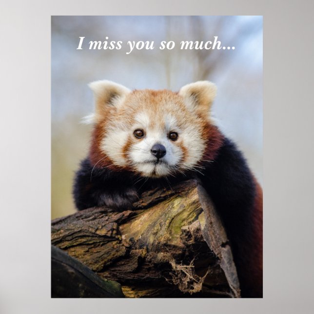 Niedlich Red Panda Miss Sie so viel Poster (Vorne)