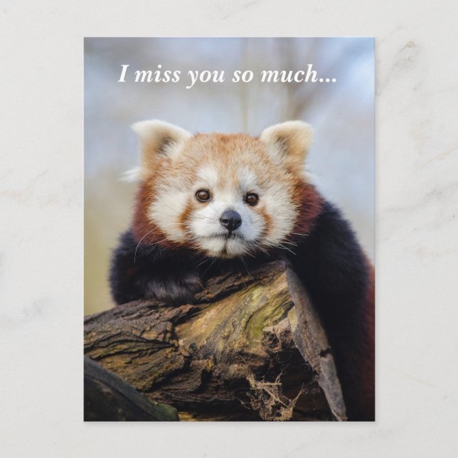 Niedlich Red Panda Miss Sie so viel Postkarte (Vorderseite)