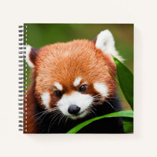 Niedlich Red Panda Notizbuch