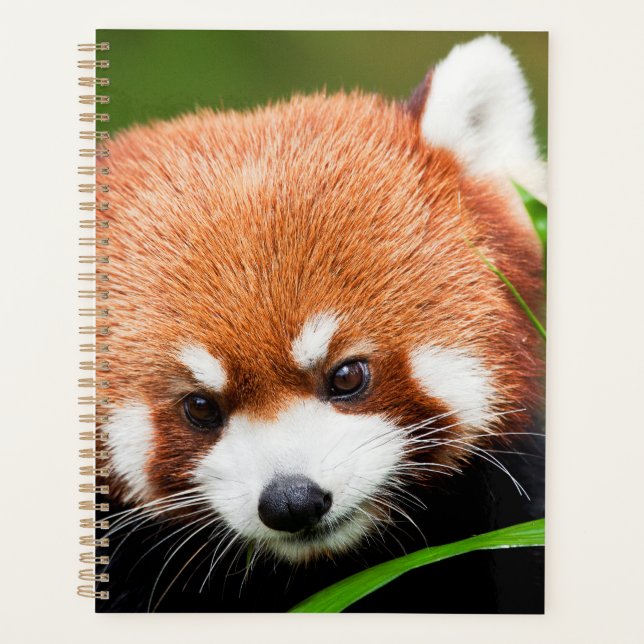 Niedlich Red Panda Planer (Vorderseite)