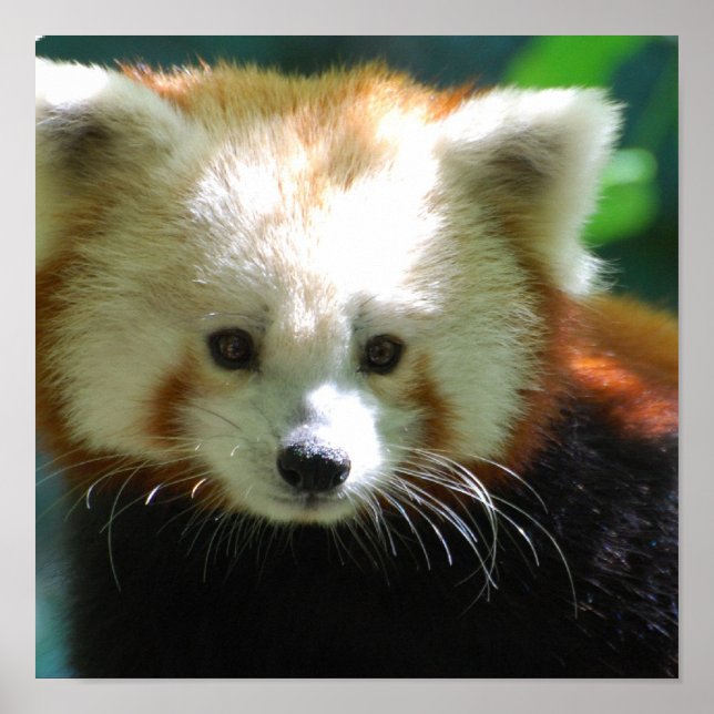 Niedlich Red Panda Poster (Vorne)