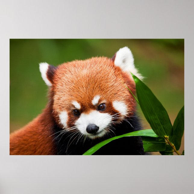 Niedlich Red Panda Poster (Vorne)