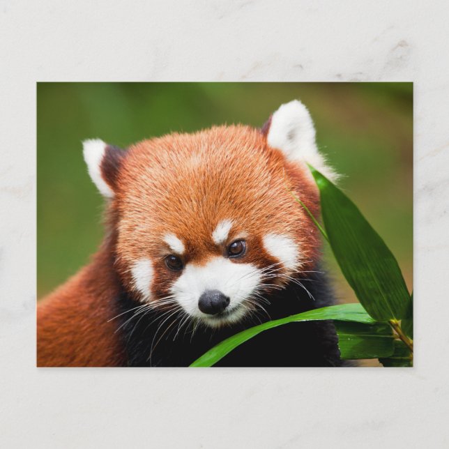 Niedlich Red Panda Postkarte (Vorderseite)