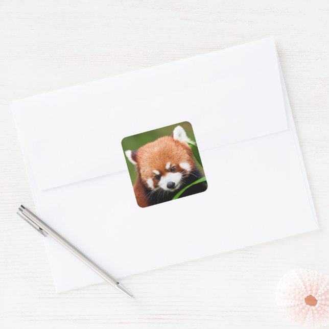 Niedlich Red Panda Quadratischer Aufkleber (Umschlag)