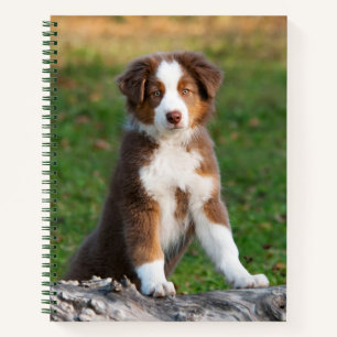 Niedlich Red Tri Australian Shepherd Dog Puppy Fot Notizbuch