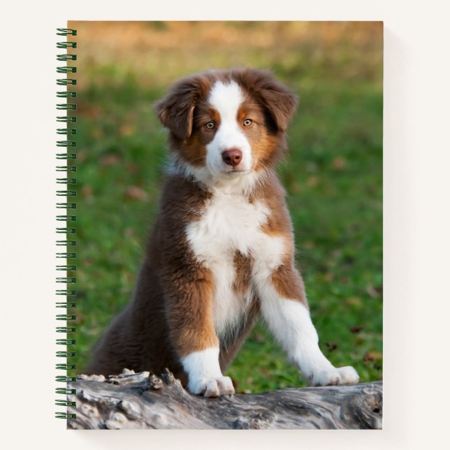 Niedlich Red Tri Australian Shepherd Dog Puppy Fot Notizbuch (Vorderseite)