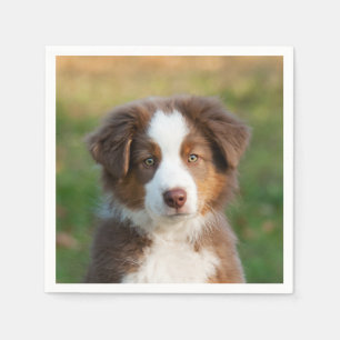 Niedlich Red Tri Australian Shepherd Dog Puppy Fot Serviette