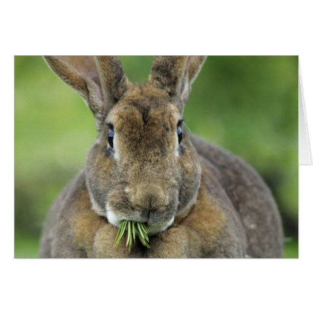 Niedlich Rex Bunny Rabbit Eating Fir Needles (Vorderseite (Horizontal))