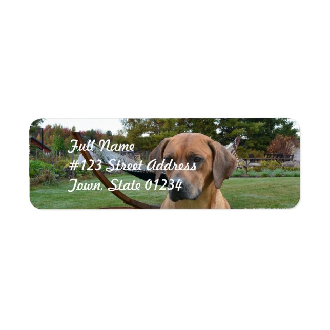 Niedlich Rhodesian Ridgeback (Vorne)