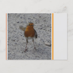 Niedlich Robin DIY Postcard Postkarte