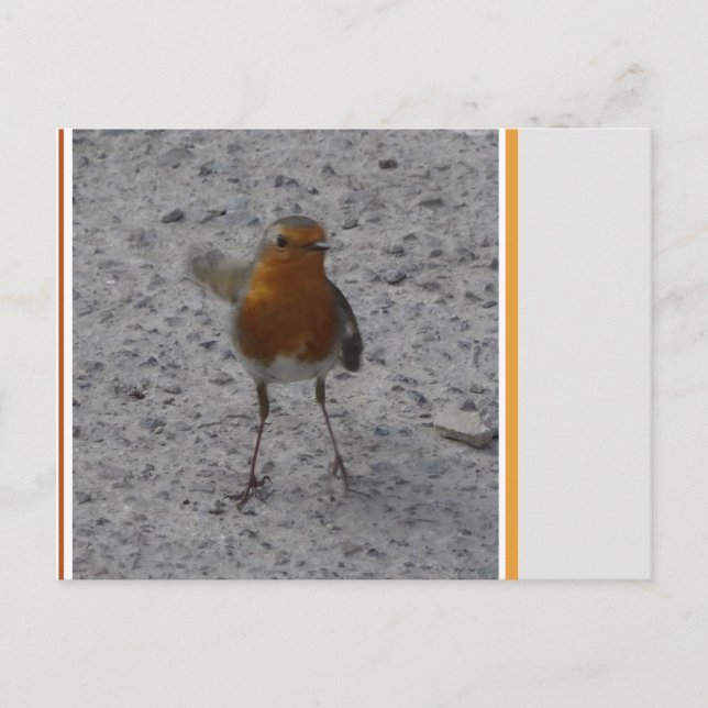 Niedlich Robin DIY Postcard Postkarte (Vorderseite)