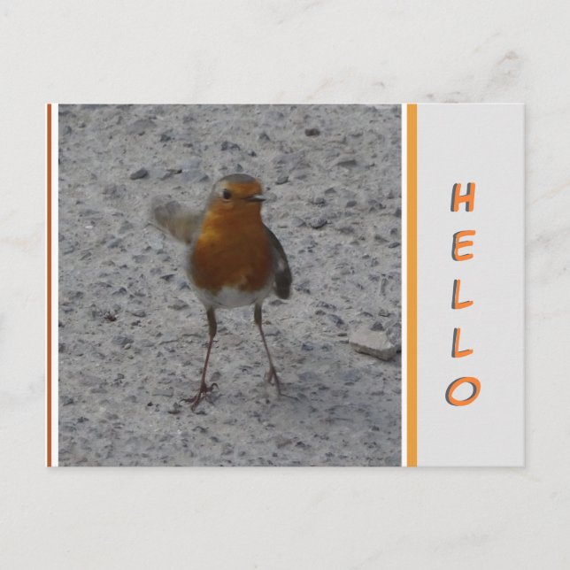 Niedlich Robin HELLO Postcard Postkarte (Vorderseite)