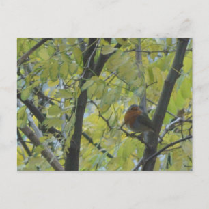 Niedlich Robin in Tree DIY Postcard Postkarte