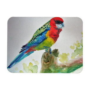 Niedlich Rosella Parrots Vogel Magnet