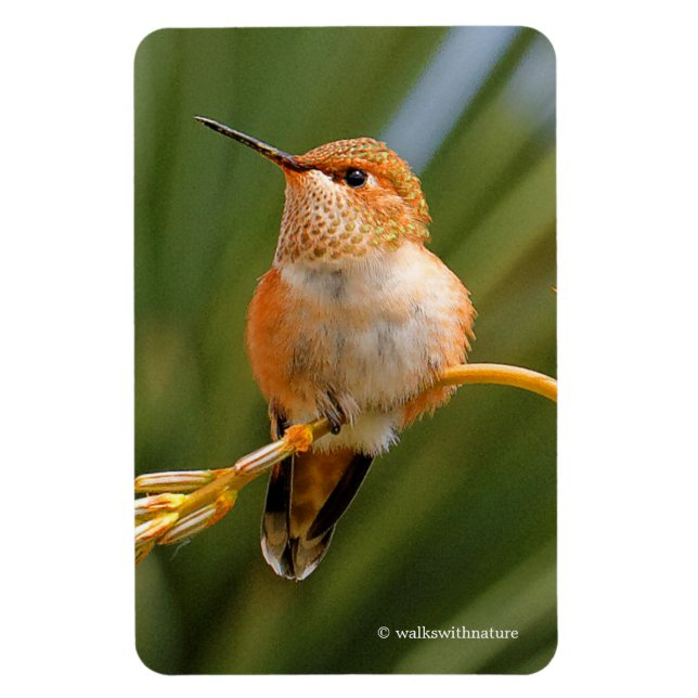 Niedlich Rufous Hummingbird auf der Blume Magnet (Vertikal)